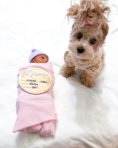 a small dog standing next to a baby doll