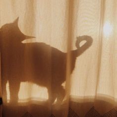 a cat standing in front of a curtain with the shadow of it's tail