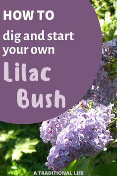 lila bush with the words how to dig and start your own lila bush