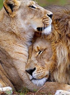 two lions cuddle together in the grass