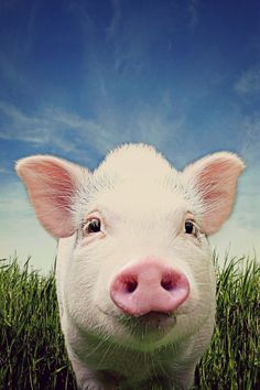 a pig that is standing in the grass looking at the camera with its nose open