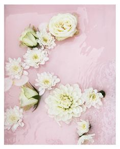 white flowers floating in water on a pink background