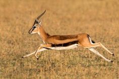 an antelope running through the tall grass