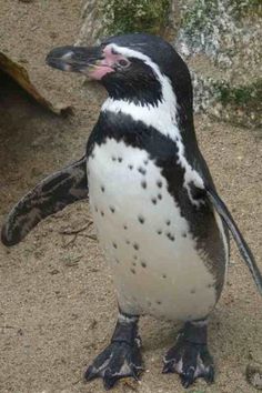 a black and white penguin with spots on it's face standing in the sand