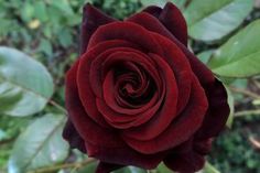 a red rose with green leaves in the background