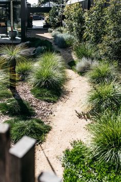 a garden with lots of green plants and trees