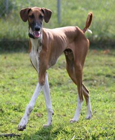 a brown and white dog standing on top of a lush green field