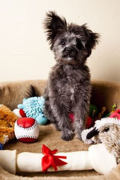 a small dog sitting on top of a bed next to stuffed animals and other toys