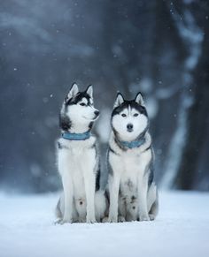 two husky dogs are sitting in the snow