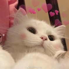 a white cat laying on top of a person's arm next to a mirror