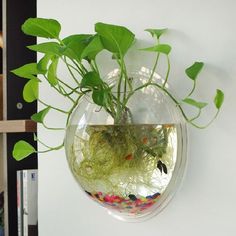 a plant in a glass vase hanging on a wall