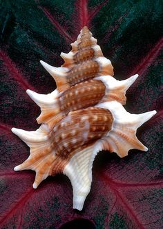 three seashells are arranged in the shape of a christmas tree on a red and green blanket