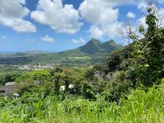 a lush green forest filled with lots of trees next to a mountain covered in clouds