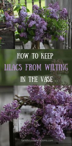 two pictures of lilac flowers cut for the vase Growing Cut Flowers, Lilac Bouquet, Flower Farmer, Flower Care, Lilac Flowers, Easy Garden, Flower Farm