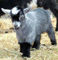 two baby goats standing next to each other on dry grass