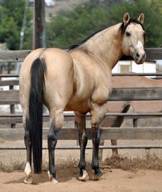 a horse standing in an enclosed area with dirt on the ground and trees in the background