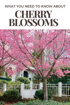 a tree with pink flowers in front of a white fence