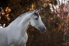 a white horse standing in front of some trees