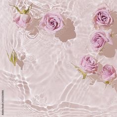 several pink roses floating in water with ripples