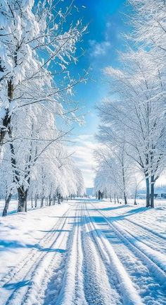 snow covered trees line the side of a snowy road with tracks in the snow on both sides