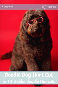 a brown dog wearing red sunglasses sitting on top of a red background with the words doodle dog shirt cut