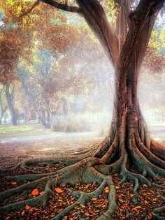 a large tree with its roots exposed in the ground