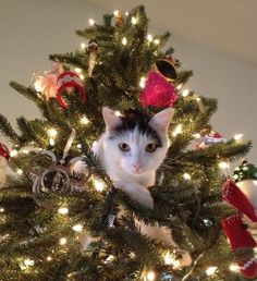 a black and white cat sitting in the top of a christmas tree with lights on