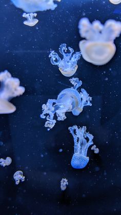 jellyfish are swimming in the water together