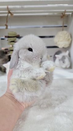 a hand holding a stuffed rabbit in front of other stuffed animals on display at a pet store