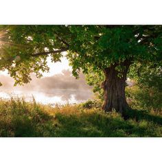 the sun shines through the trees near a body of water