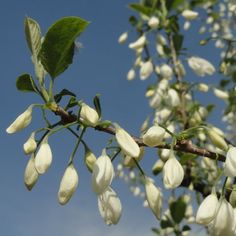 some white flowers on a tree branch with blue sky in the backgrounnd