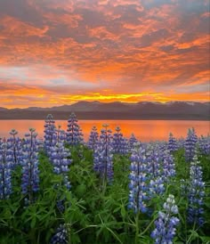 the sun is setting over a lake with wildflowers in bloom and mountains in the distance