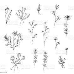 hand drawn flowers and plants on a white background, set of nine different designs in black ink