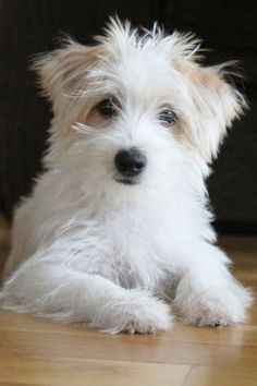 a small white dog sitting on top of a hard wood floor