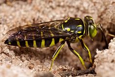 a yellow and black insect sitting on the ground