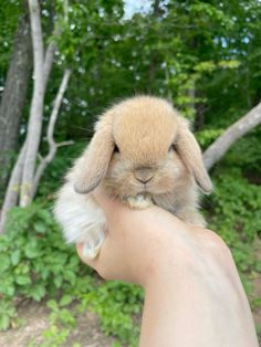 a small rabbit is being held by someone's hand in front of some trees