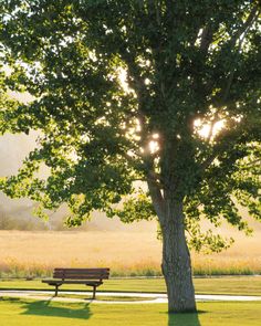 a park bench under a tree with the sun shining through it's leaves and grass