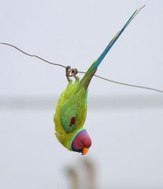 a colorful bird hanging upside down from a wire