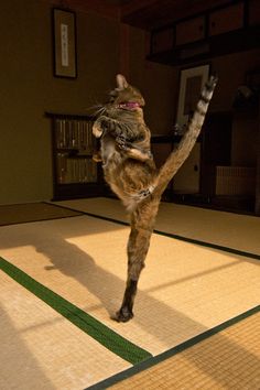 a cat standing on its hind legs in the air