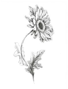 "Original sketch of a gerbera in pen and ink on 9x12 inch paper. This is an actual drawing (an original). SIZING: This drawing fit in mat with opening 9x12\" or 8x12\".  MAT, FRAME. Come without frame or mat" Black And White Flower Art, Gerbera Plant, Poppy Flower Art, Daisy Drawing, Sketch Flower, Plant Sketches, Gerbera Flower, Flower Sketches, Drawing Pen