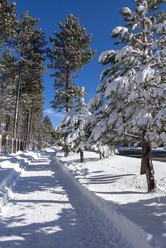 a snow covered path in the woods on a sunny day