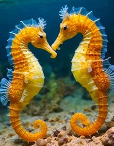 two yellow seahorses touching noses in the ocean