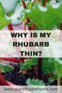 a plant with the words why is my rhubarb thin?