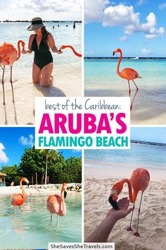 Your guide to visiting the flamingos of Flamingo Beach, one of Aruba’s most picturesque spots! This is the ultimate guide for the island - how to get there, pricing, things to do and more. Start planning your dream Caribbean escape now! | Aruba Vacation | Aruba Itinerary | Aruba Honeymoon | Things to Do in Aruba | Aruba Travel | Beautiful Places to Go | Flamingo Beach Aruba | Palm Island | Caribbean Islands | Dream Vacation Spots | Top Places to Travel Flamingo Beach Aruba, Aruba Trip, Aruba Vacation, Visit Aruba, Aruba Resorts, Aruba Travel, Vacation 2024, Flamingo Beach, Central America Travel