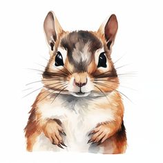 Squirrel Images, Baby Chipmunk, Scrapbook Images, Animal Watercolor, Squirrel Funny, Watercolor Clip Art, Forest Animal, Watercolor Paintings Tutorials, Watercolor Illustrations