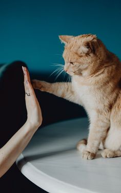 an orange cat sitting on top of a white table next to a woman's hand