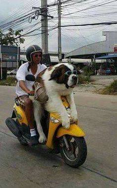 a man and his dog are riding on a motor scooter down the street