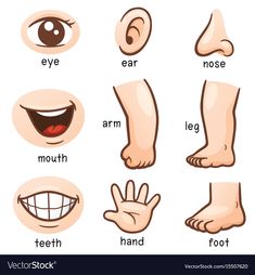 Body Parts For Kids, Body Preschool, Materi Bahasa Inggris, Body Parts Preschool, Aktiviti Kanak-kanak, English Activities For Kids, Kids Worksheets Preschool, Learning English For Kids, Flashcards For Kids