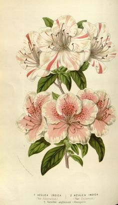 an antique print of pink and white flowers