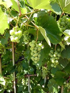 bunches of green grapes hang from the vine